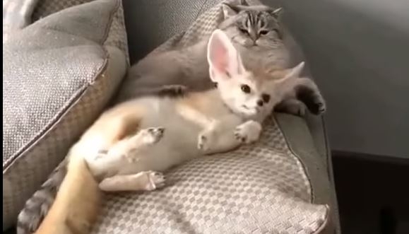 Им хорошо вместе. Кот и ушастый лисенок нашли друг друга