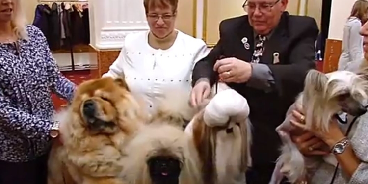 Китайский Новый год – китайские собаки. Китайцы “захватили” Вестминстерское дог-шоу