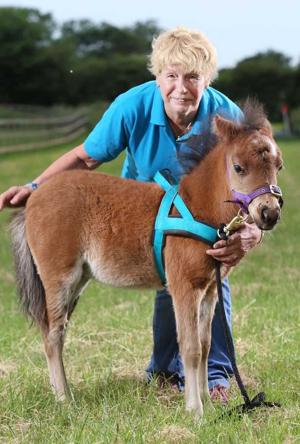 В Великобритании поводырем для незрячего человека впервые в истории станет лошадь 7