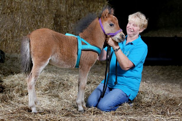 В Великобритании поводырем для незрячего человека впервые в истории станет лошадь 9