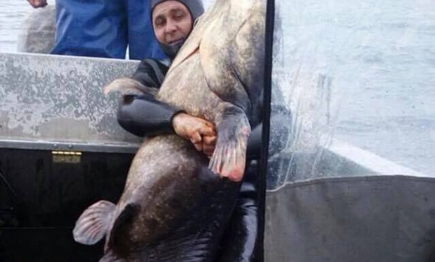 В Черкассах скандал из-за пойманного 140-килограммового сома. Но мнения разделились