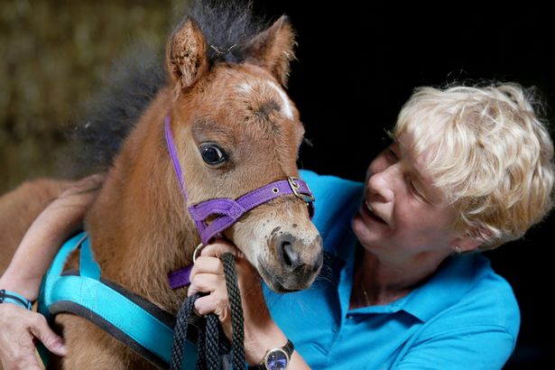 В Великобритании поводырем для незрячего человека впервые в истории станет лошадь 11