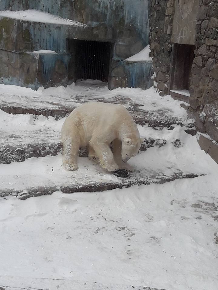 День полярного медведя в Николаевском зоопарке: Нанук получил в подарок игрушку от юной горожанки 12