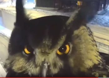 Берегите сов, автомобилисты. Курьезный случай в Финляндии