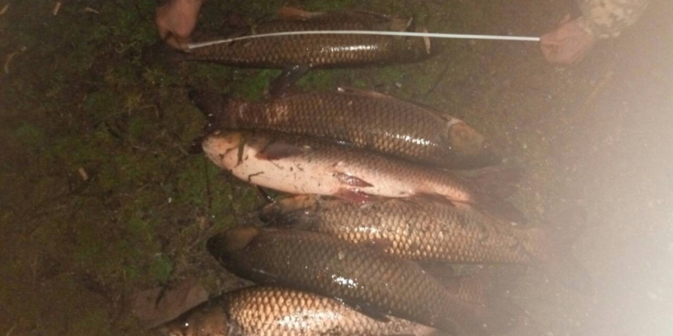 Петеплело, и на реку вышли браконьеры. Николаевский рыбоохранный патруль поймал двоих, наловивших сетями рыбы на 13 тыс.грн.