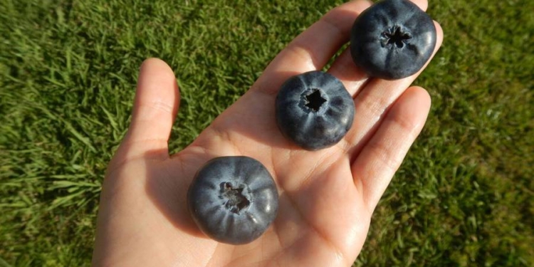 Гигантская голубика размером с орех. Новозеландская компания готова продавать гибрид