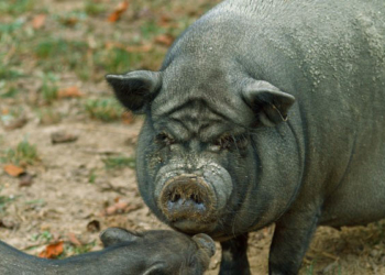 В Николаевской области пенсионера загрызли и частично съели вьетнамские свиньи