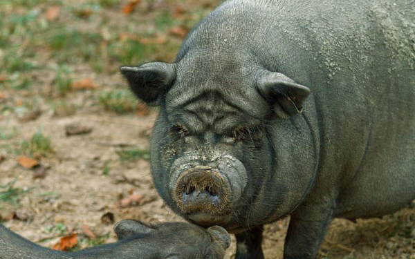 В Николаевской области пенсионера загрызли и частично съели вьетнамские свиньи