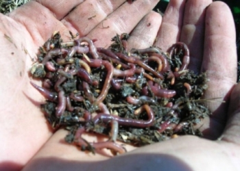 Отходы – в доходы: на Первомайском горводоканале хотят с помощью червей перерабатывать осадок сточных вод во что-нибудь полезное