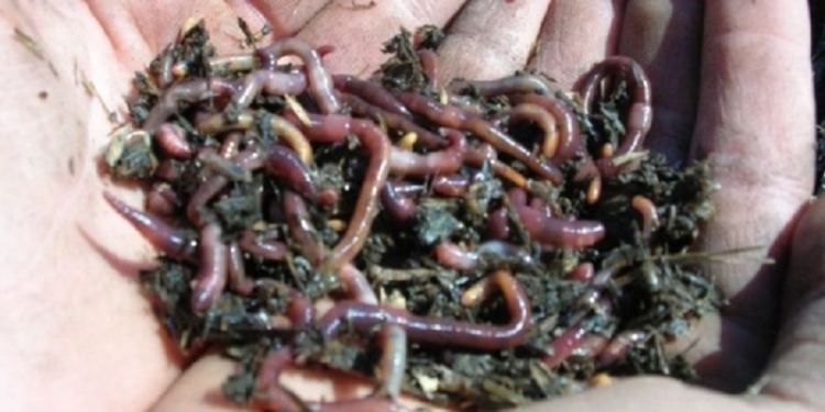 Отходы – в доходы: на Первомайском горводоканале хотят с помощью червей перерабатывать осадок сточных вод во что-нибудь полезное