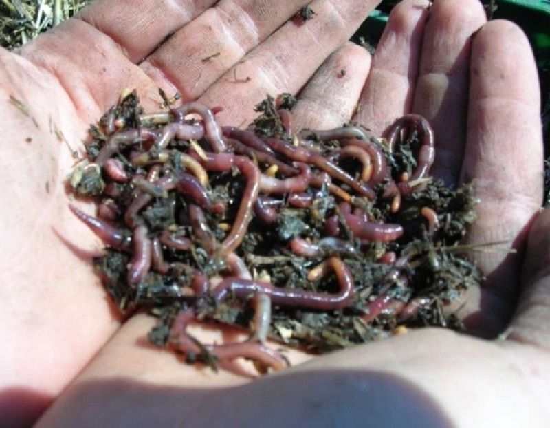 Отходы – в доходы: на Первомайском горводоканале хотят с помощью червей перерабатывать осадок сточных вод во что-нибудь полезное 1