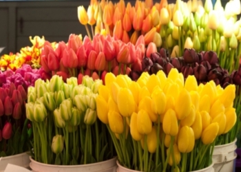 Все ради женщин: накануне 8 марта в Николаеве появится 67 «точек» торговли цветами и праздничными сувенирами