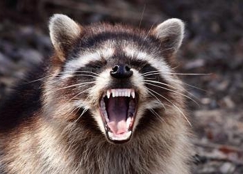 Рычал и бросался на людей. В Украину на пункт пропуска из РФ прорвался бешеный енот