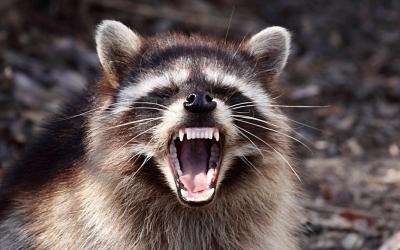 Рычал и бросался на людей. В Украину на пункт пропуска из РФ прорвался бешеный енот