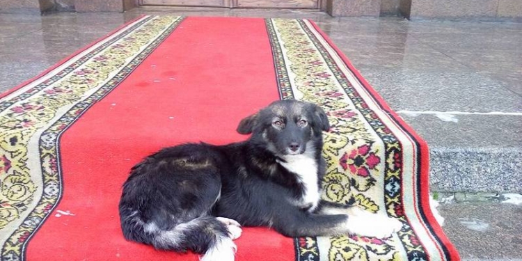 Николаевскую мэрию продолжит охранять “Безпека-центр”, за 1,3 млн.грн. в год