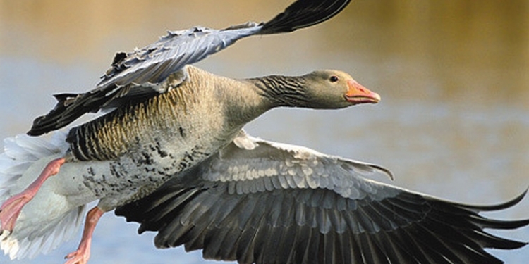 В США подстреленный гусь упал на голову охотнику