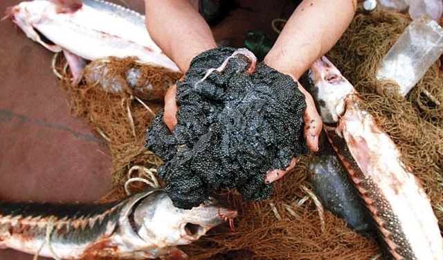 Картошки вам мало. Украинцы за неполный год съели икры на $13 млн. Только черной почти полтонны