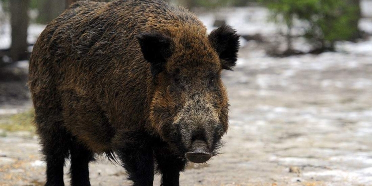 Ужас. В Китае дикий кабан напал на людей – старика убил, девушку покалечил