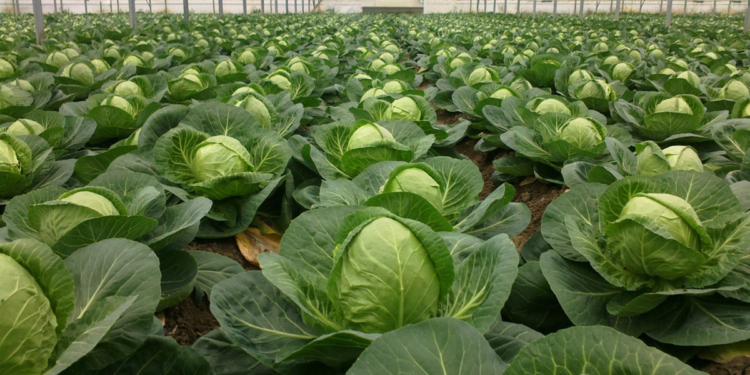 Николаевщина – капустный край. В буквальном смысле этого слова