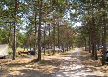 Еще один гектар соснового леса в Рыбаковке отобрали у частной гостиницы и вернули государству