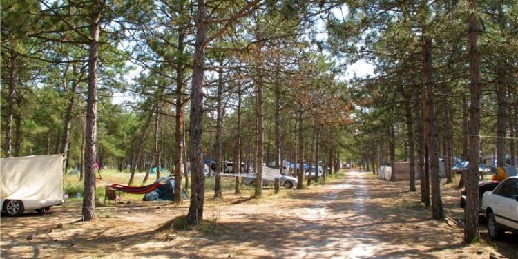 Еще один гектар соснового леса в Рыбаковке отобрали у частной гостиницы и вернули государству