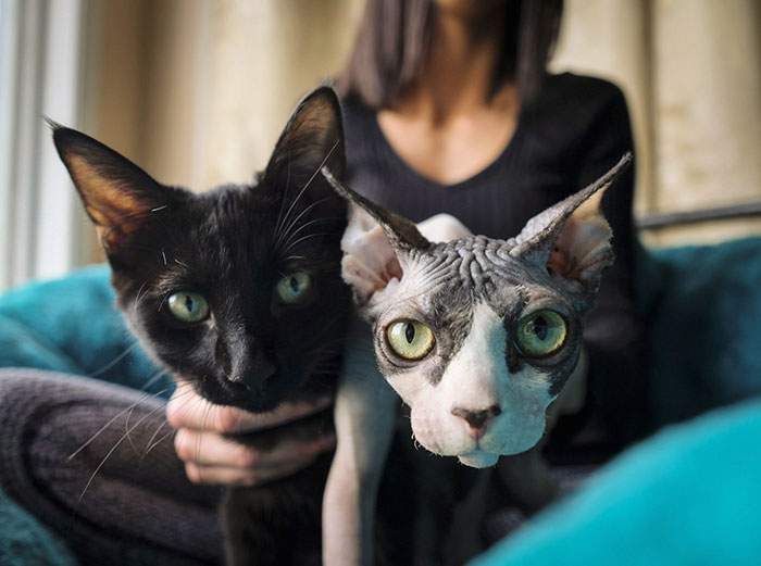 Жительнице Канады продали под видом сфинкса котенка после депиляции 3