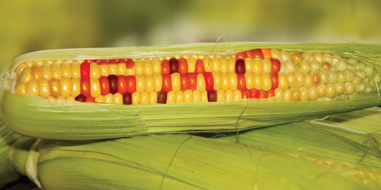 ГМО нам помогло. Китай отказывается от американской кукурузы в пользу Украины