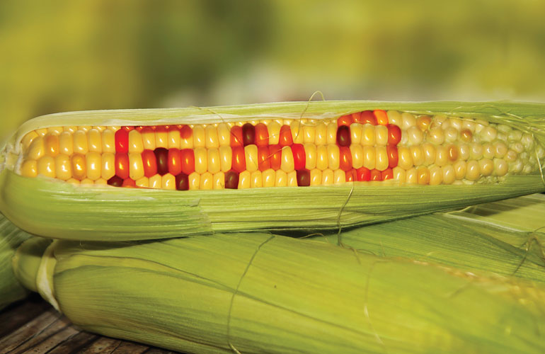 Ученые нашли неожиданную пользу от ГМО-кукурузы 1