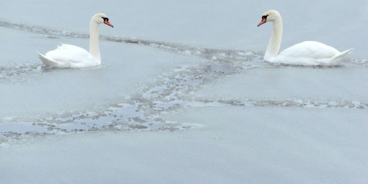В Николаеве в ледяную ловушку попали лебеди