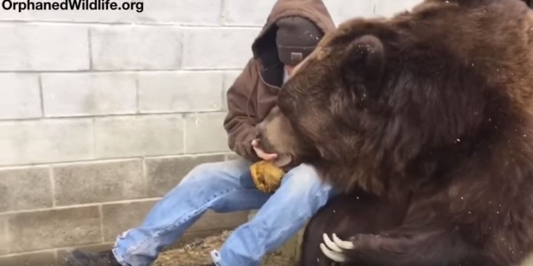 После визита к врачу всем нужна поддержка: и гигантскому медведю тоже