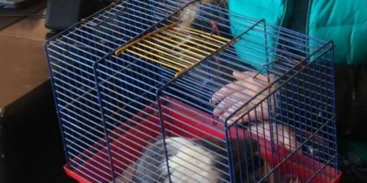 В Николаеве уроды на глазах лежачего инвалида вынесли из его квартиры телевизор и морскую свинку