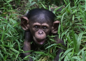 Собаки лучше людей. Беспородная дворняга усыновила сироту-капуцина