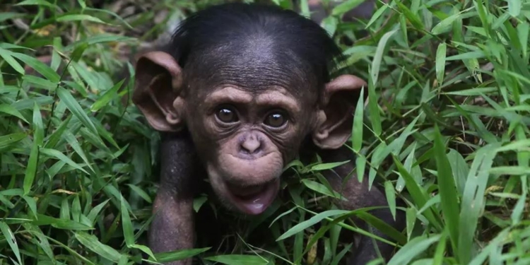 Собаки лучше людей. Беспородная дворняга усыновила сироту-капуцина