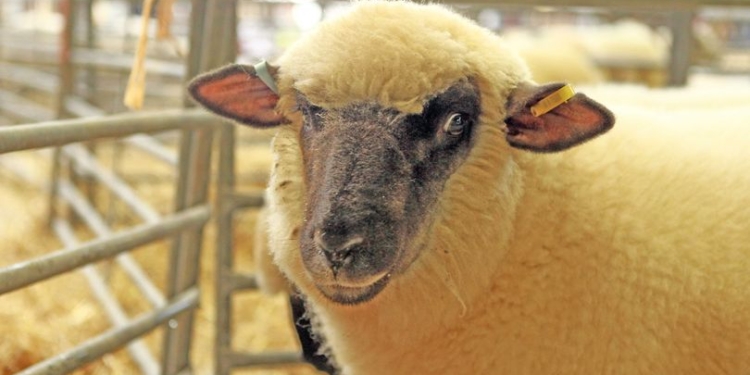 Американские ученые затеяли эксперимент по выращиванию человеческой поджелудочной железы в овцах-донорах