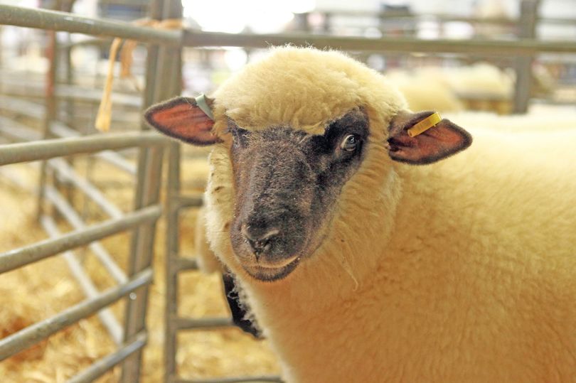 Американские ученые затеяли эксперимент по выращиванию человеческой поджелудочной железы в овцах-донорах 1
