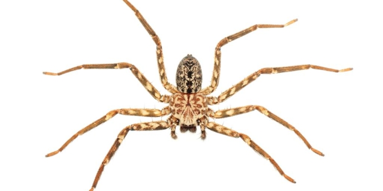 Названо самое проворное животное на Земле