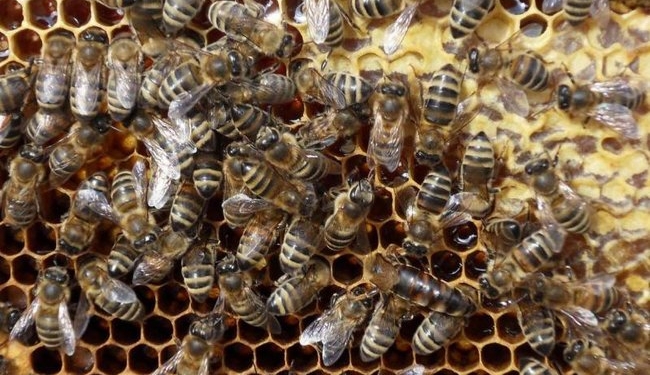 Боевые клещи, пауки и пчелы. Какую экзотику Украина отправляет на экспорт