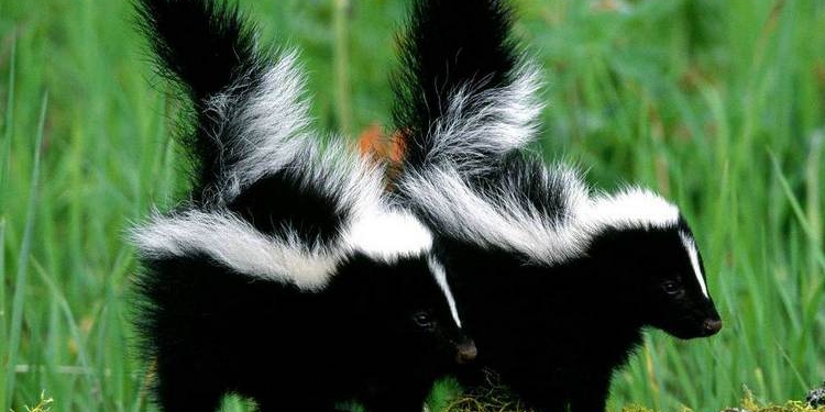 Как в кино: Американец так старался избавиться от скунсов, что сжег дом