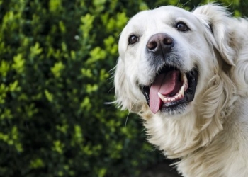 Ирландец научил собаку уверенно ездить на тракторе