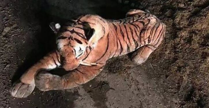 Будем надеяться, что к 14 февраля найдут: самцу очень редкой лягушки ищут пару на сайте знакомств