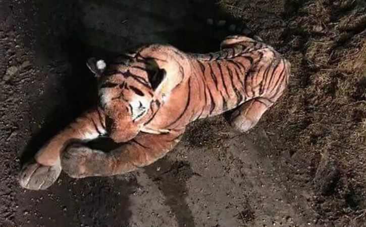Тигрица, спасаясь от мощного наводнения, забралась в дом и проспала в постели целый день (ФОТО) 1