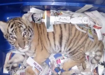 Мексиканец отправил  почтой … тигренка