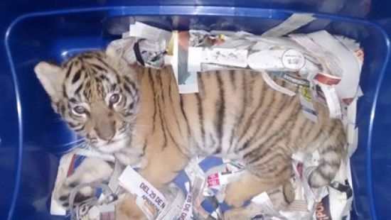 Мексиканец отправил  почтой … тигренка