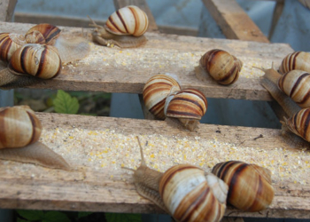 Боевые клещи, пауки и пчелы. Какую экзотику Украина отправляет на экспорт