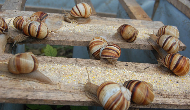 Боевые клещи, пауки и пчелы. Какую экзотику Украина отправляет на экспорт