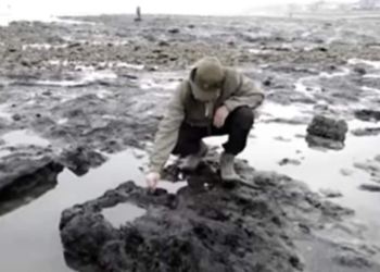 Прогуляться в древнем окаменевшем лесу британцы смогли после мощного шторма