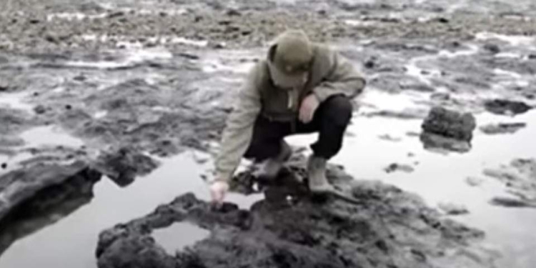 Прогуляться в древнем окаменевшем лесу британцы смогли после мощного шторма