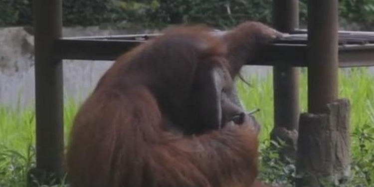 Дурной пример: в индонезийском зоопарке орангутанг докуривает сигареты за посетителями