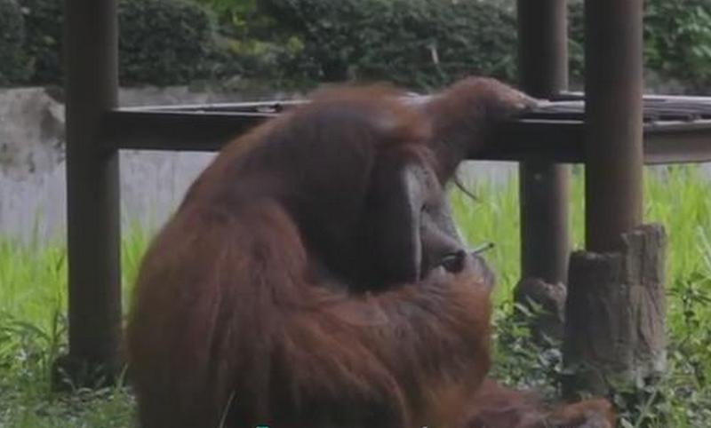 Дурной пример: в индонезийском зоопарке орангутанг докуривает сигареты за посетителями 1