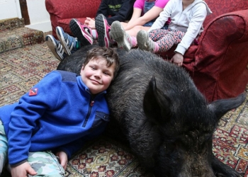 Английская семья приютила свинью-беглянку – теперь она живет в доме и вымахала до 127 кг